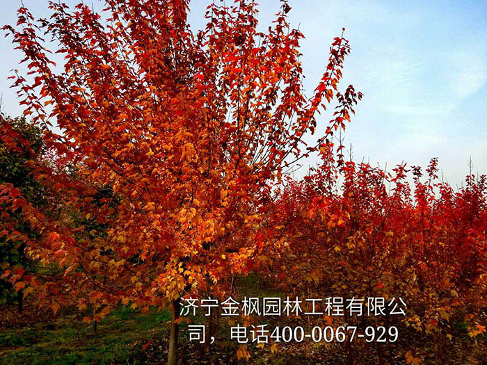 購(gòu)買(mǎi)我們紅楓具體流程是怎么進(jìn)行的